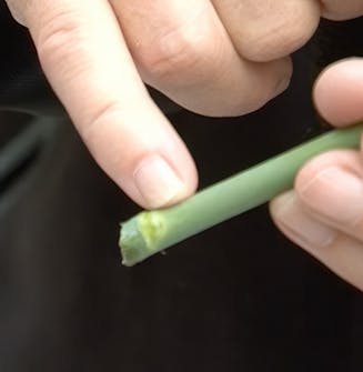 stikling av roser stikling av roser